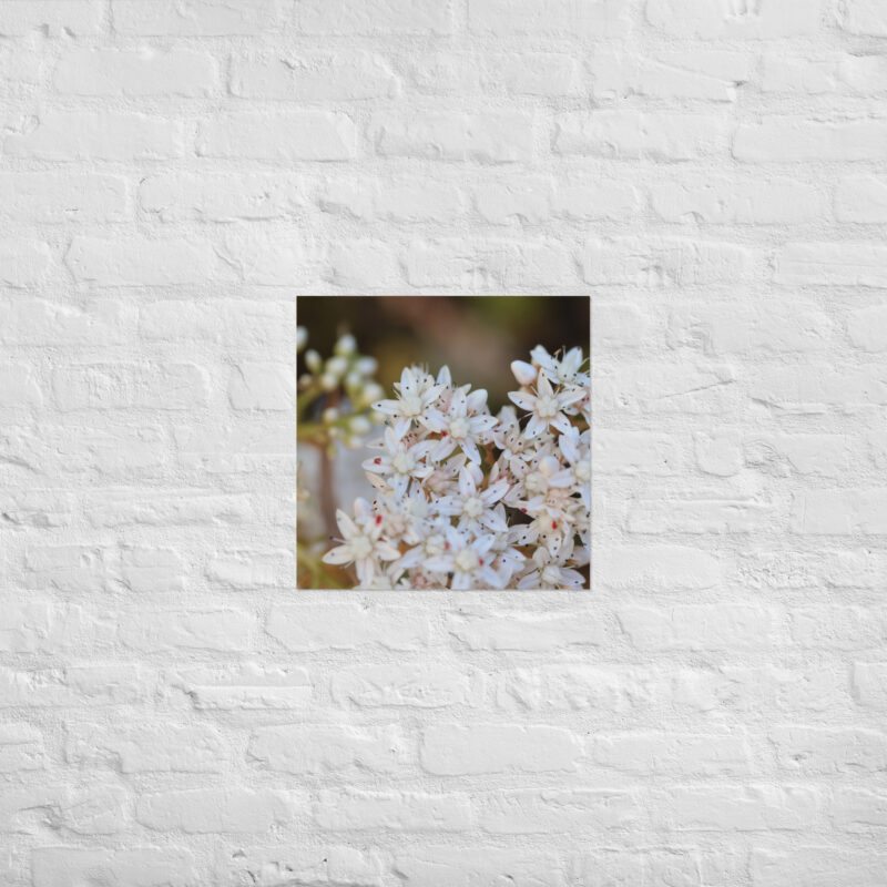 Macro White Flowers Poster - Image 12