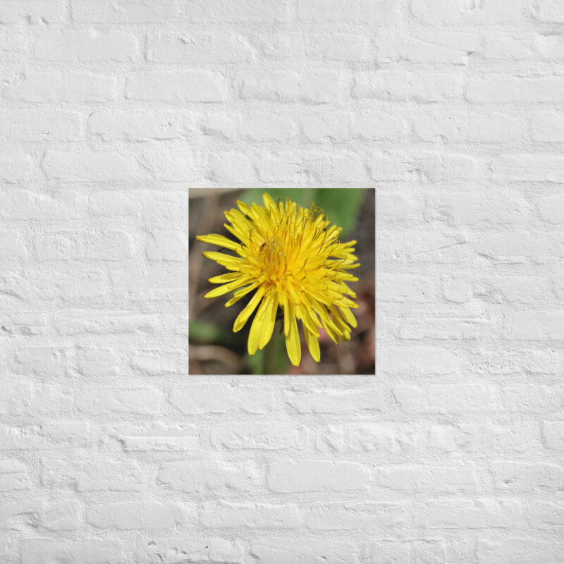 Dandelion flower Poster - Image 12