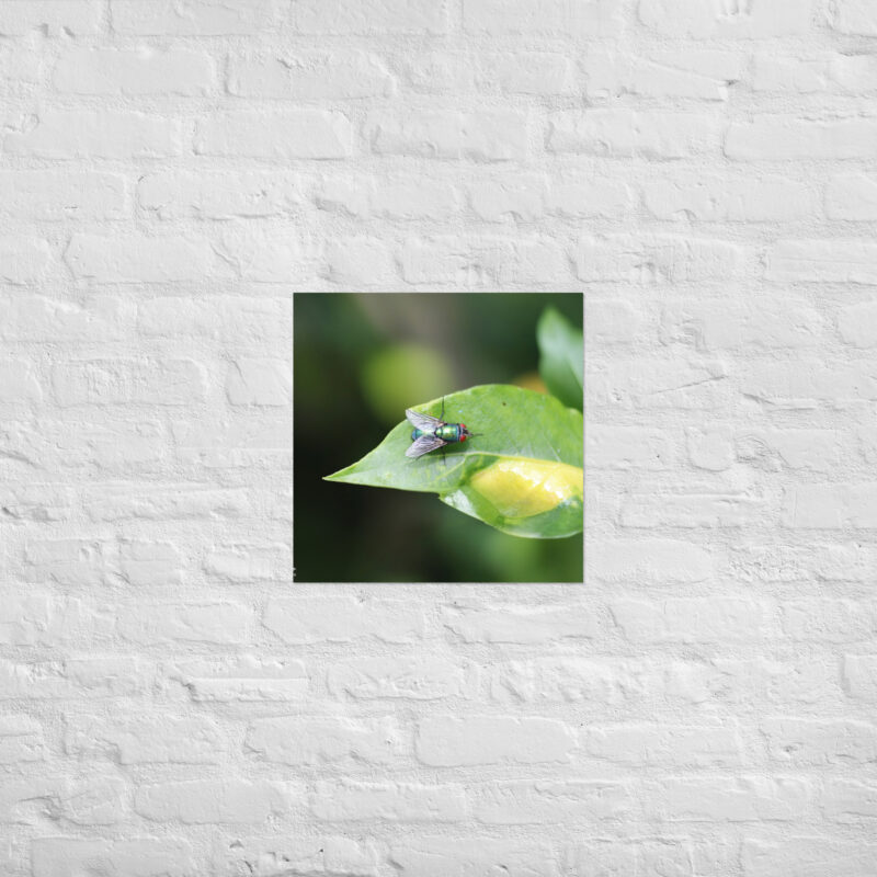 Bluebottle Fly on Leaf Poster - Image 9