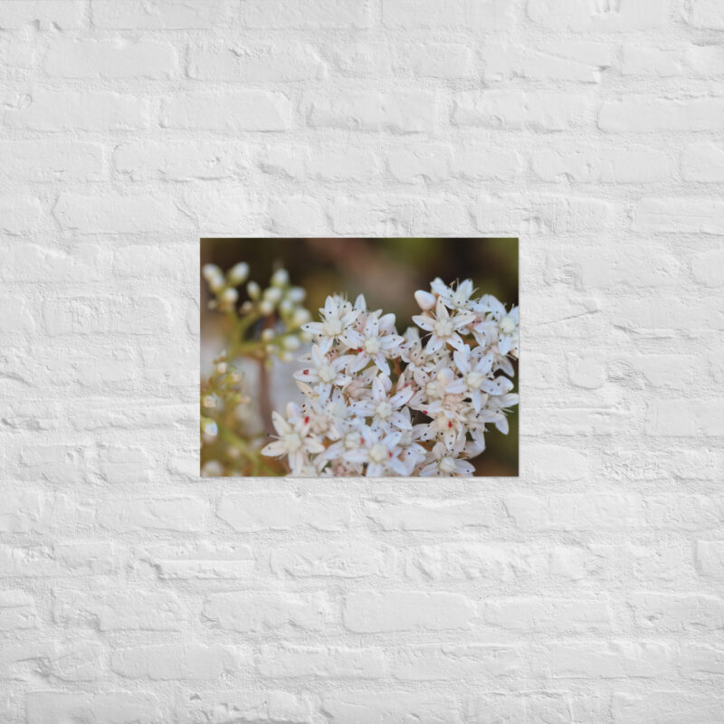 Macro White Flowers Poster