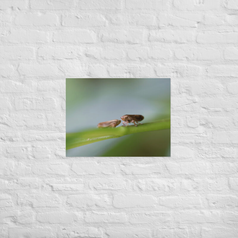 Macro Insects Poster