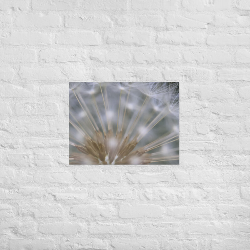 Dandelion 6 Poster