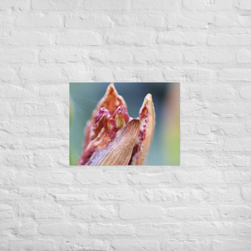 Macro Flower Bud Poster