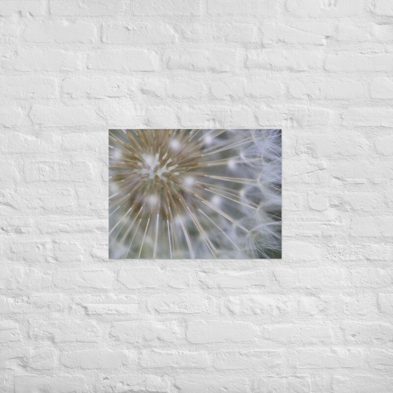 Dandelion Poster