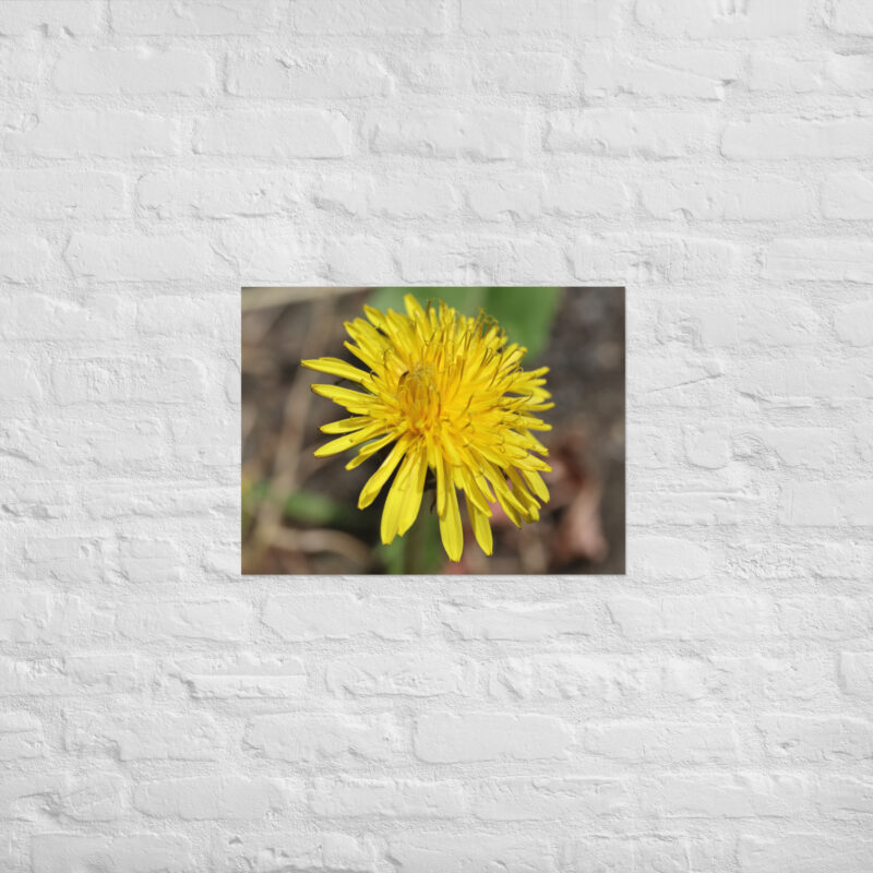 Dandelion flower Poster