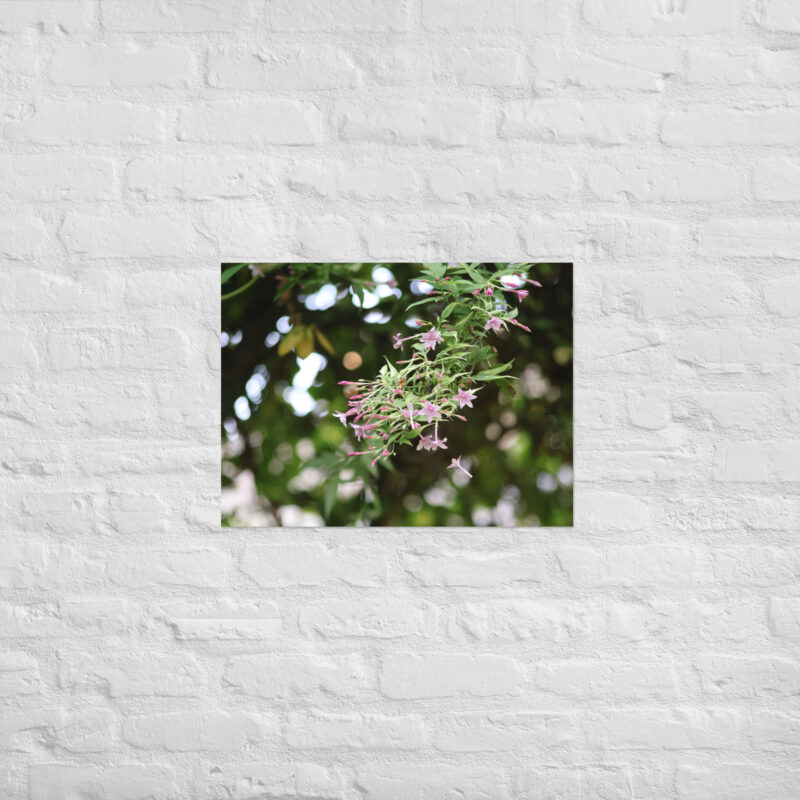 Honeysuckle Poster