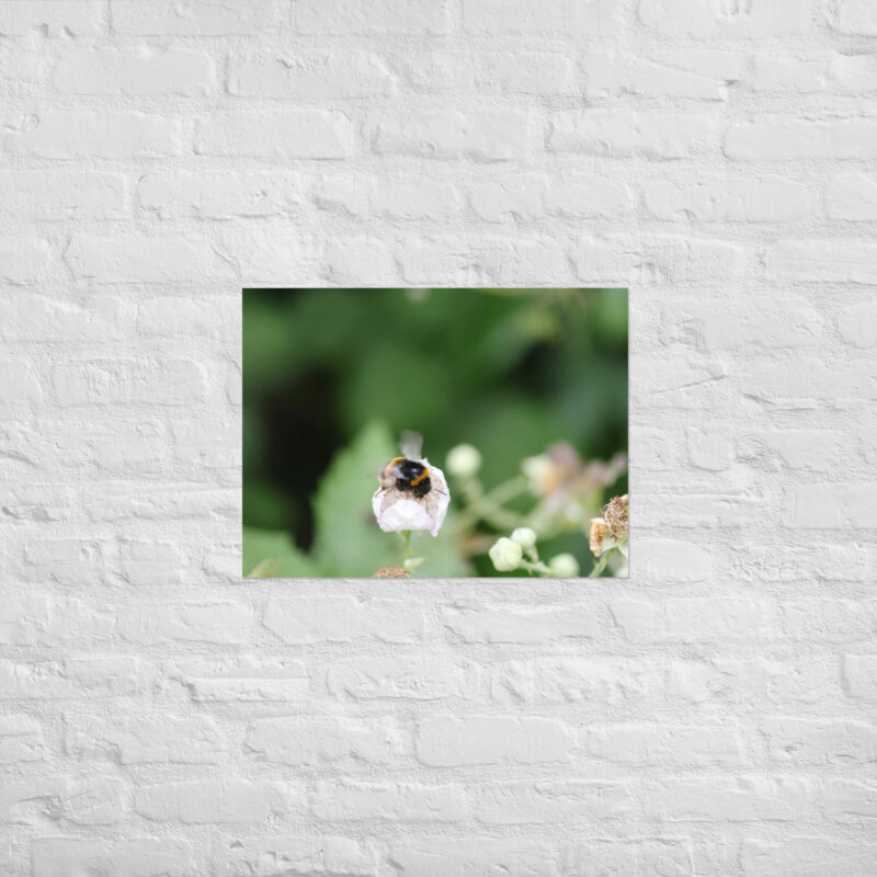 Bumble Bee Poster