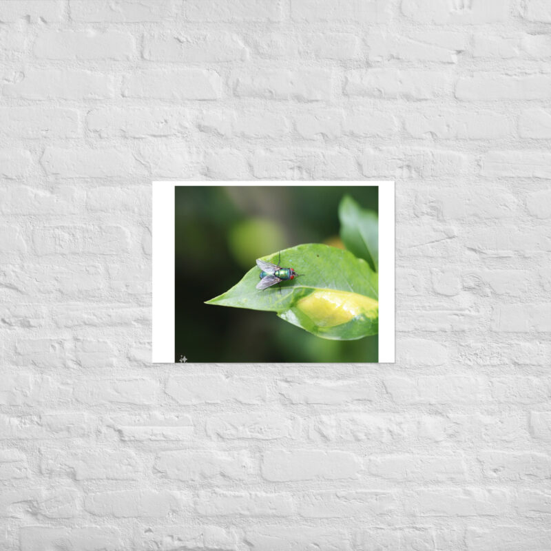 Bluebottle Fly on Leaf Poster