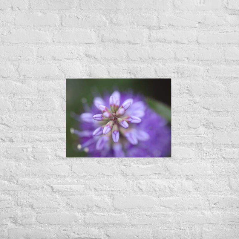 Purple flower poster