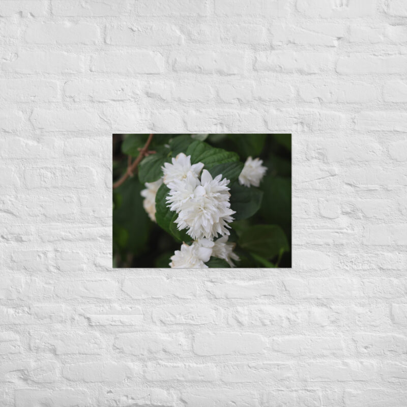 White Flower Poster