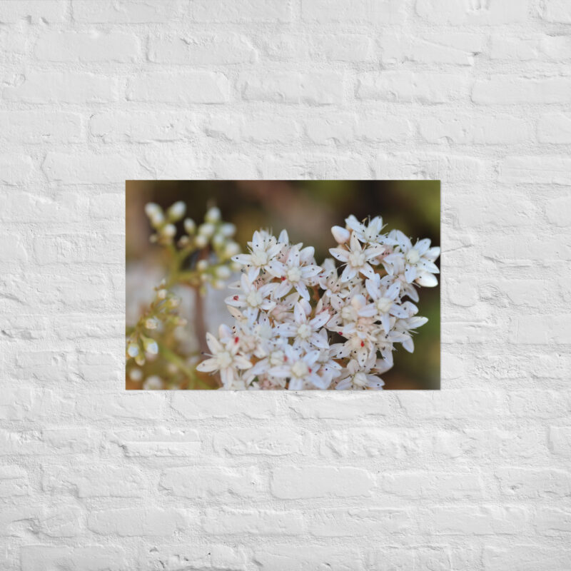 Macro White Flowers Poster - Image 13