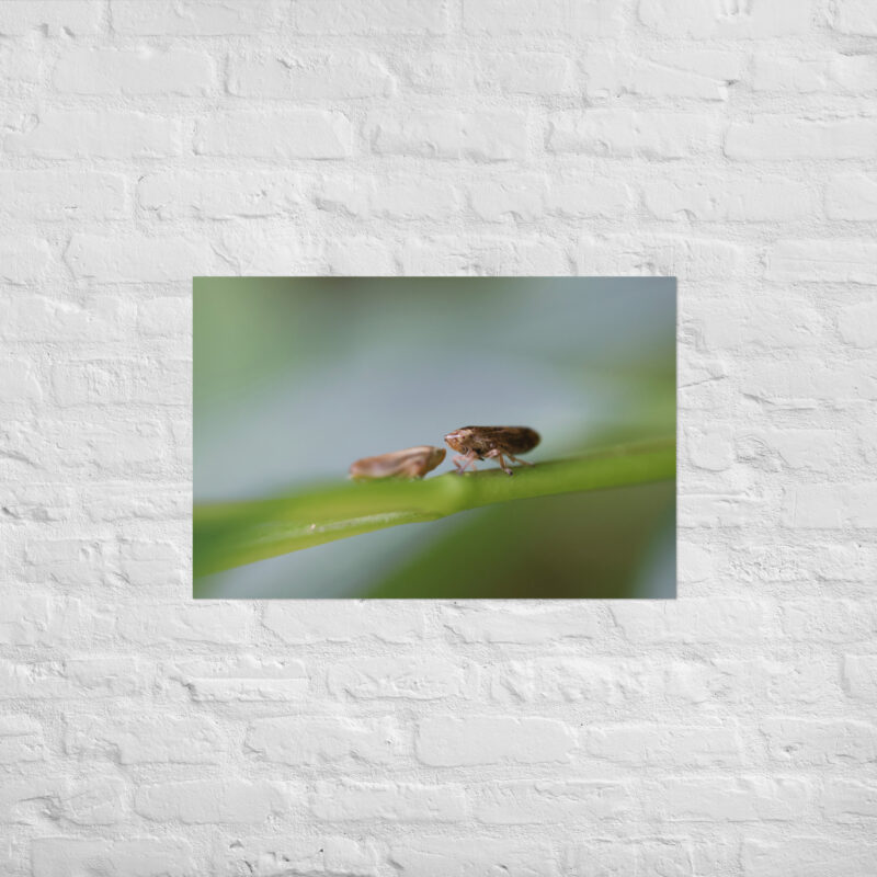 Macro Insects Poster - Image 13