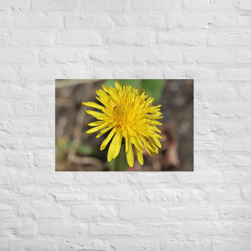 Dandelion flower Poster - Image 13