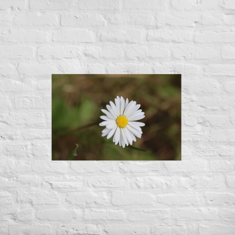 Daisy Poster - Image 13