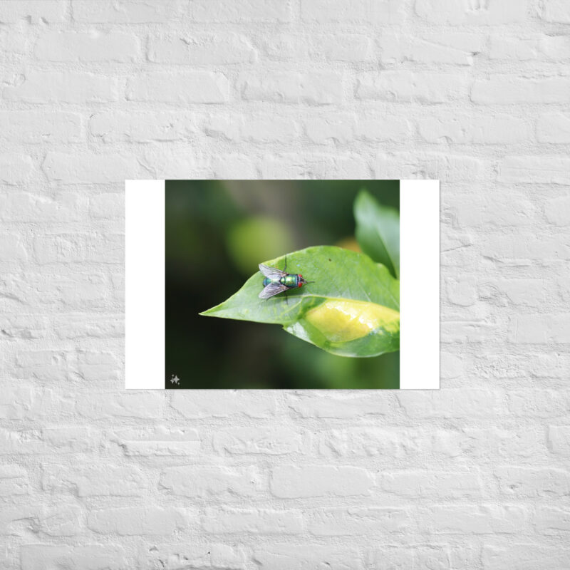 Bluebottle Fly on Leaf Poster - Image 10