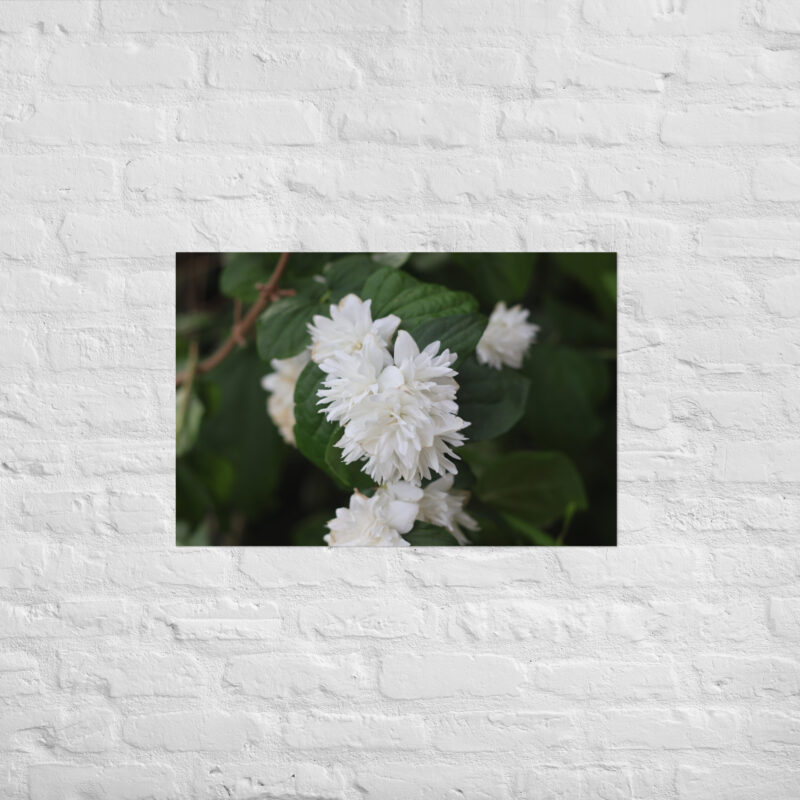 White Flower Poster - Image 10