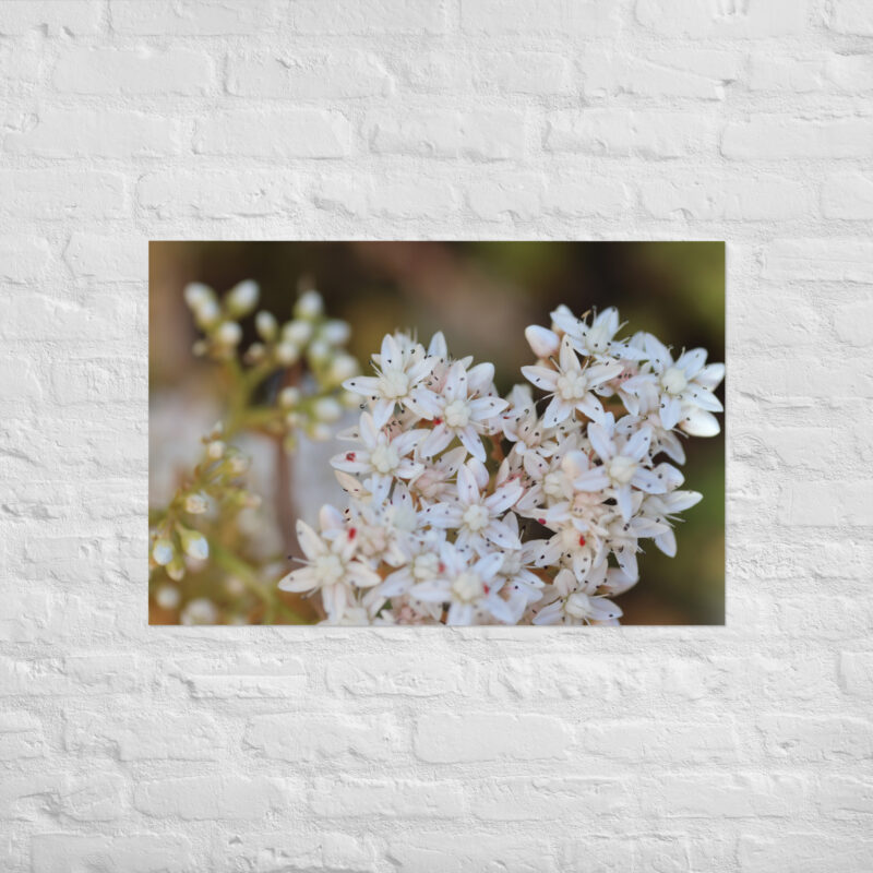 Macro White Flowers Poster - Image 14