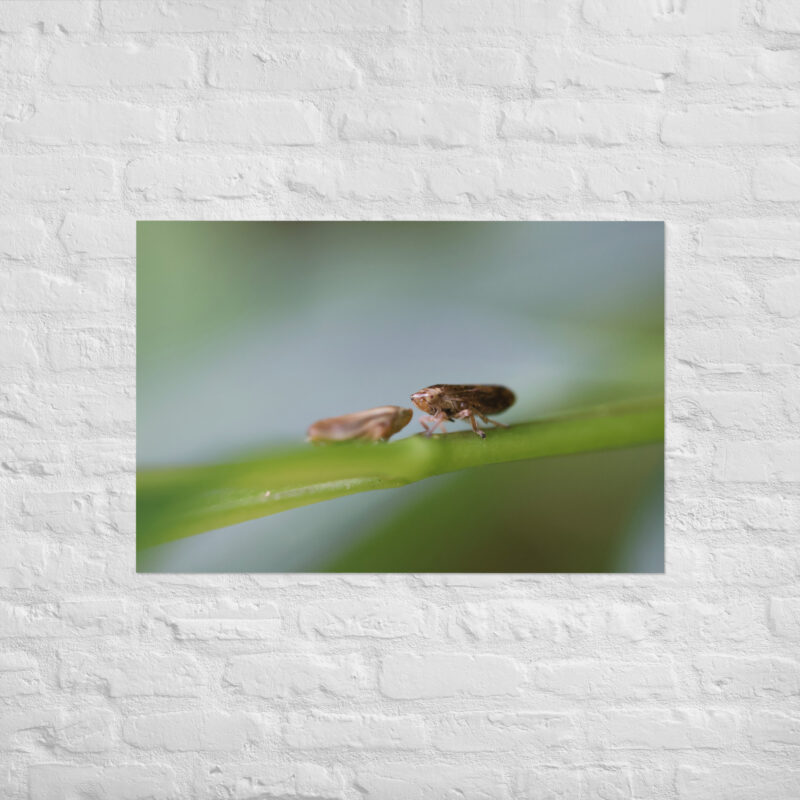 Macro Insects Poster - Image 14