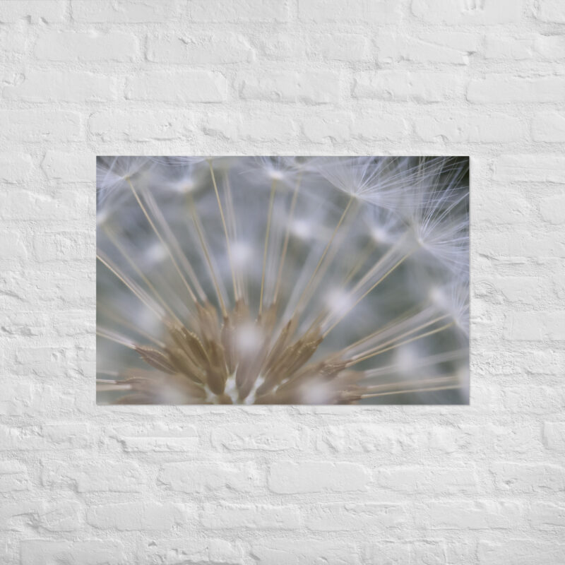 Dandelion 6 Poster - Image 14