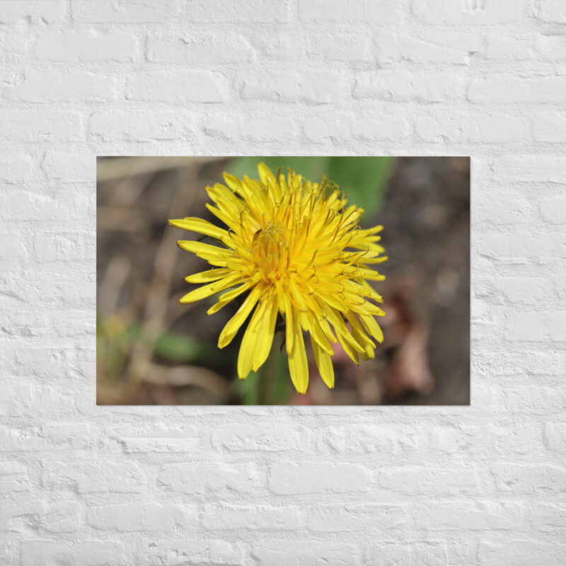 Dandelion flower Poster - Image 14