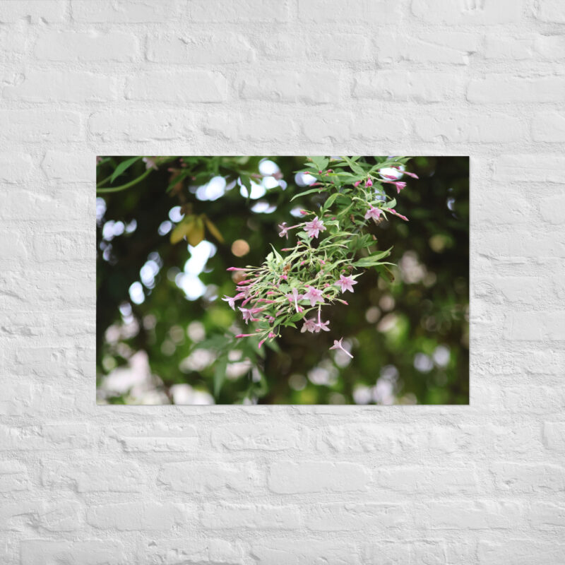 Honeysuckle Poster - Image 14