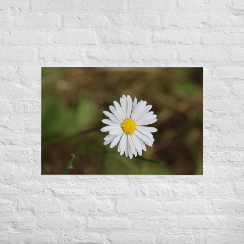 Daisy Poster - Image 14