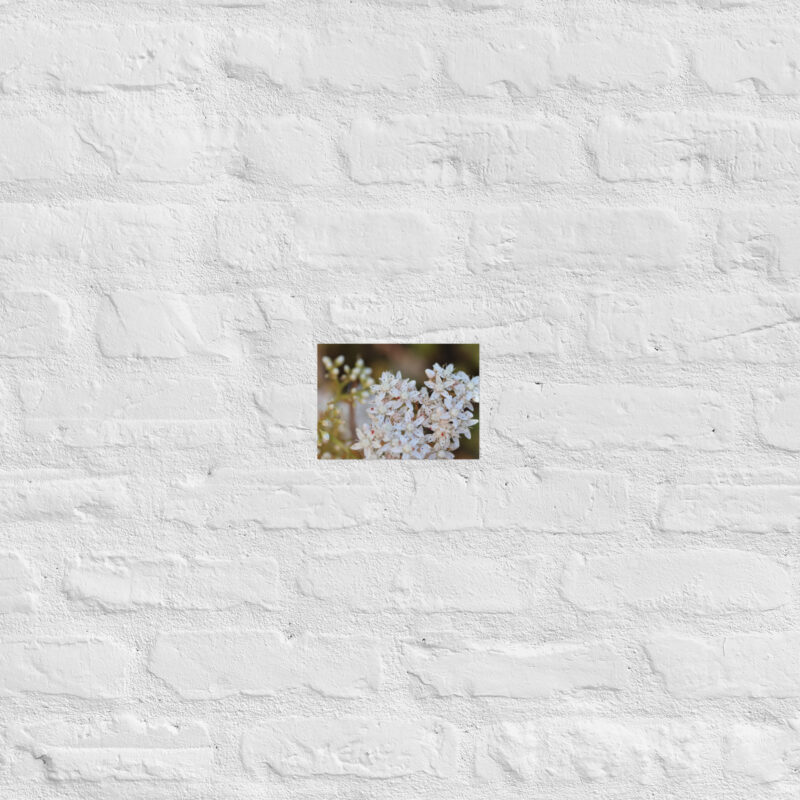 Macro White Flowers Poster - Image 15