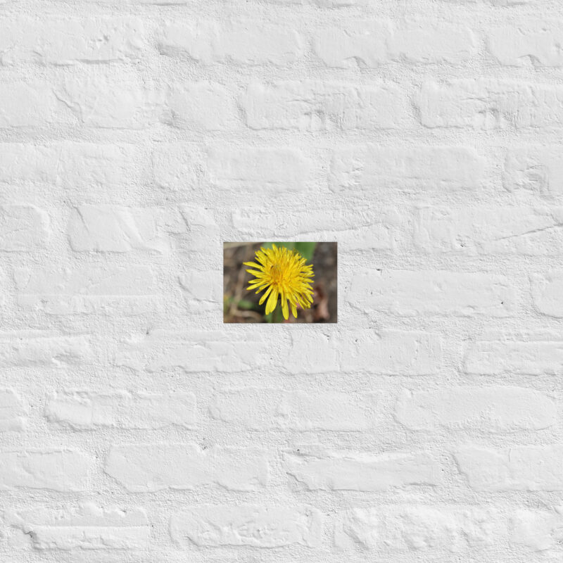 Dandelion flower Poster - Image 15