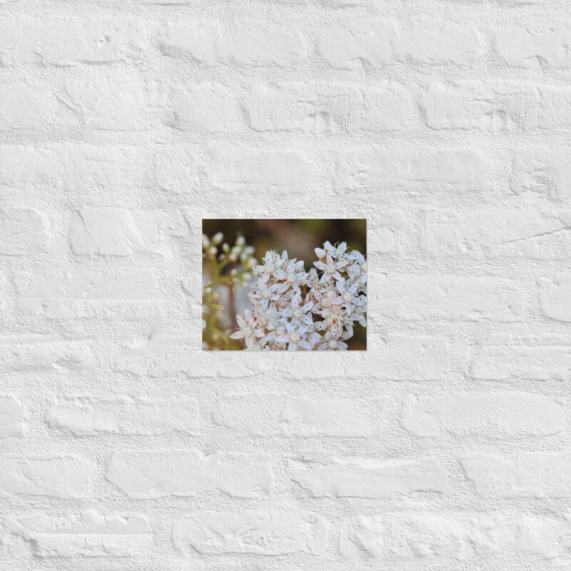 Macro White Flowers Poster - Image 16