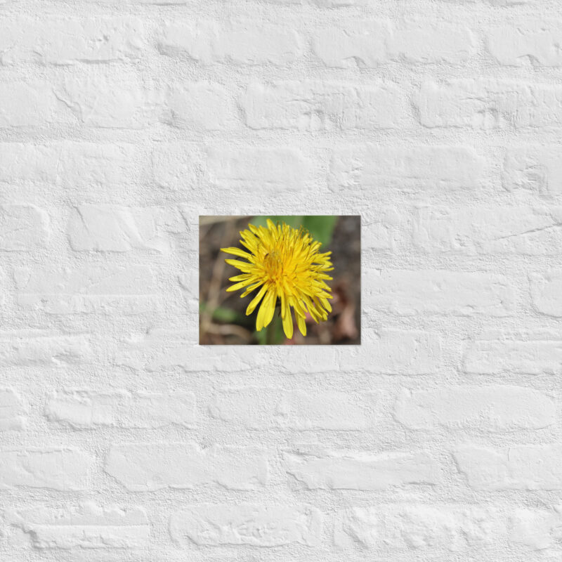 Dandelion flower Poster - Image 16