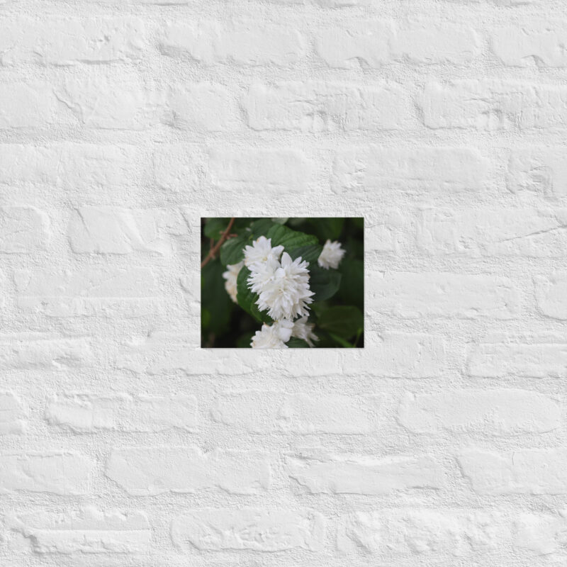 White Flower Poster - Image 12