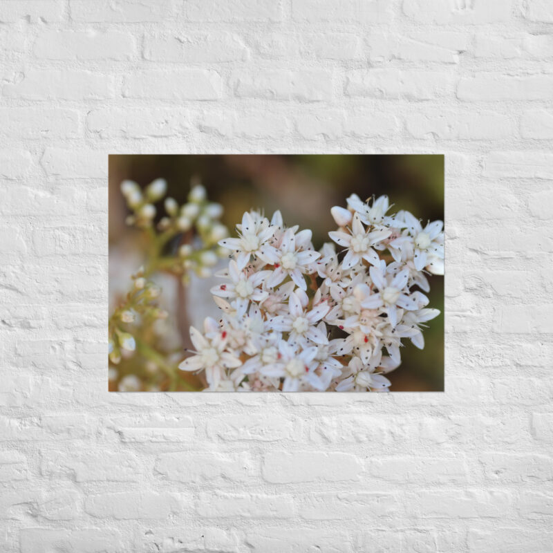 Macro White Flowers Poster - Image 2