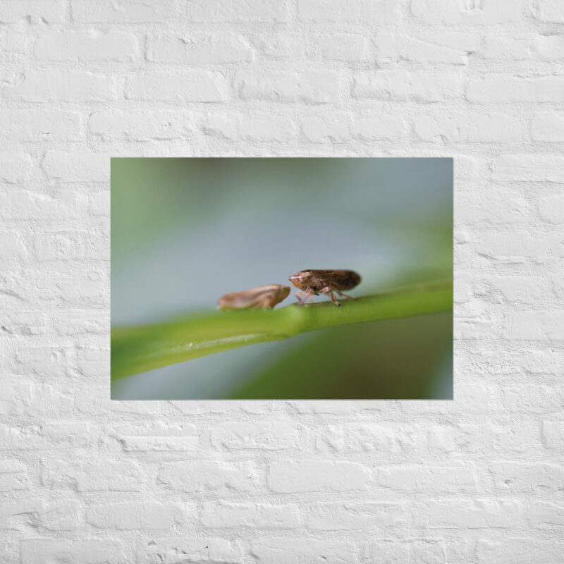 Macro Insects Poster - Image 2