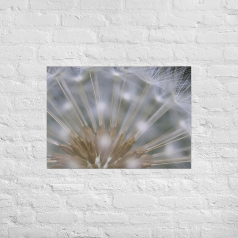 Dandelion 6 Poster - Image 2