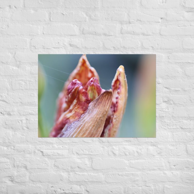 Macro Flower Bud Poster - Image 2