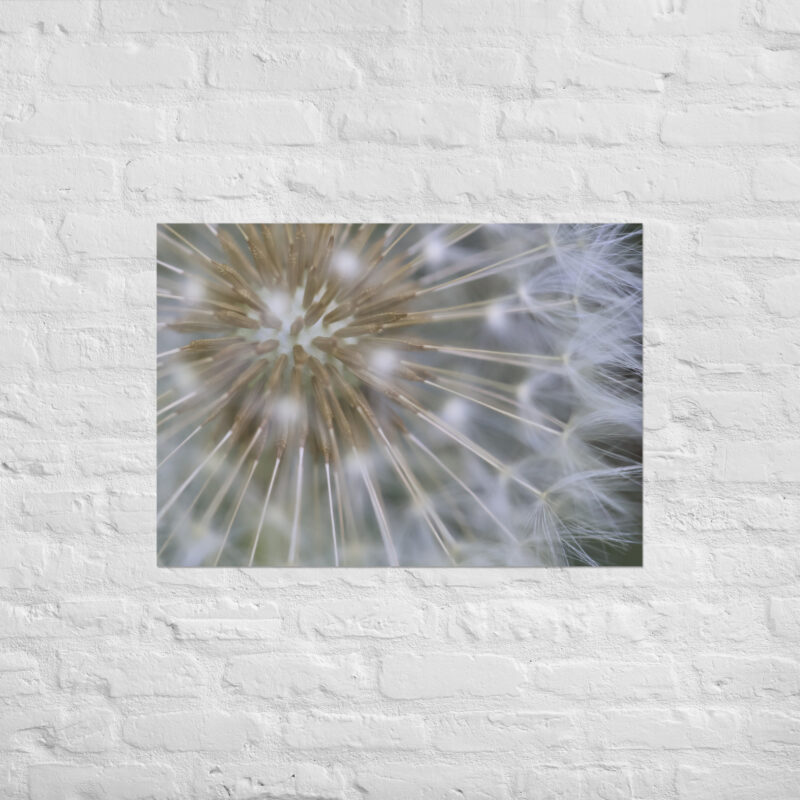 Dandelion Poster - Image 2