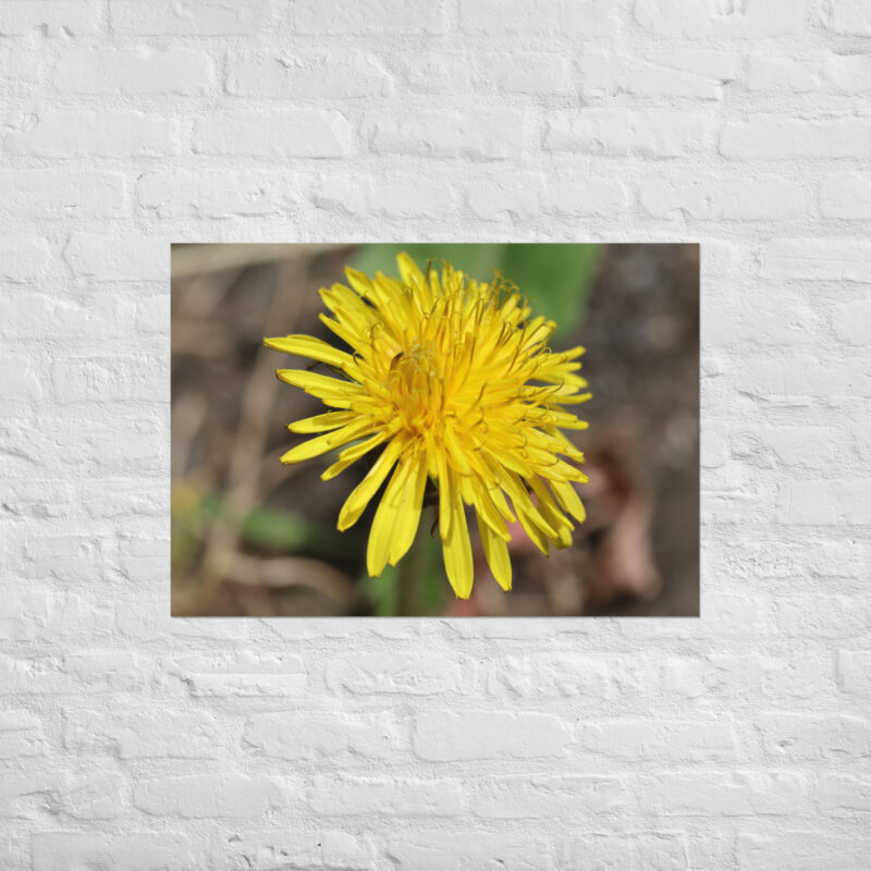 Dandelion flower Poster - Image 2