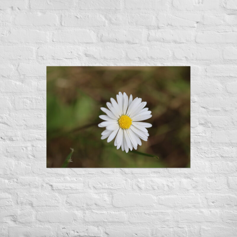 Daisy Poster - Image 2