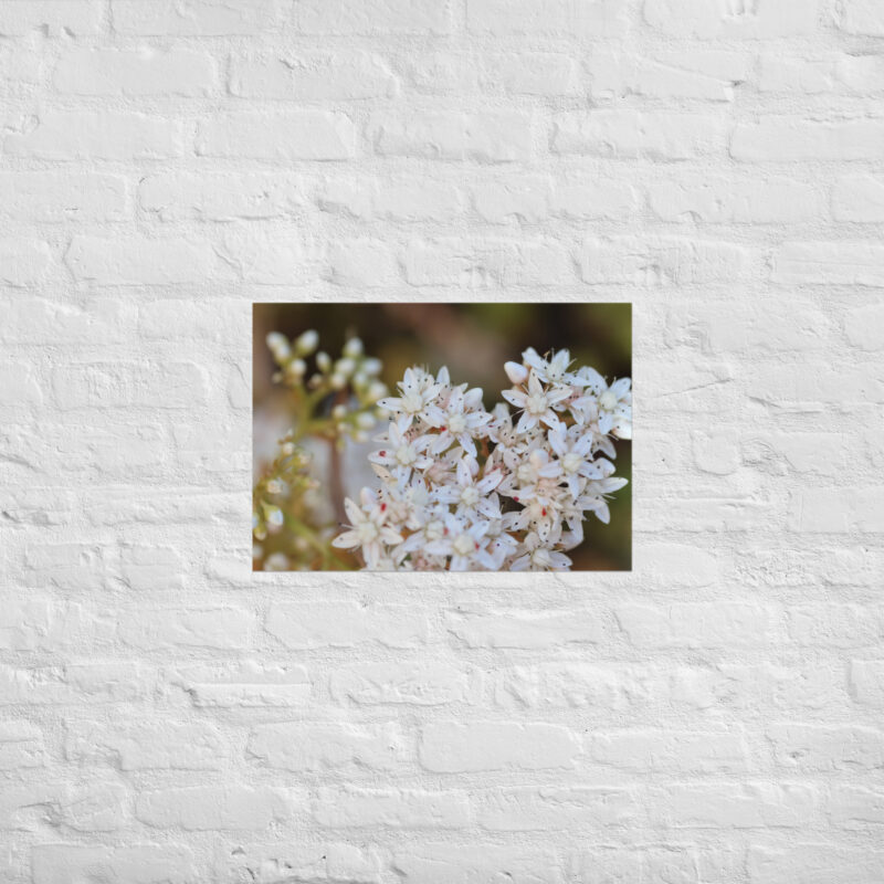 Macro White Flowers Poster - Image 3