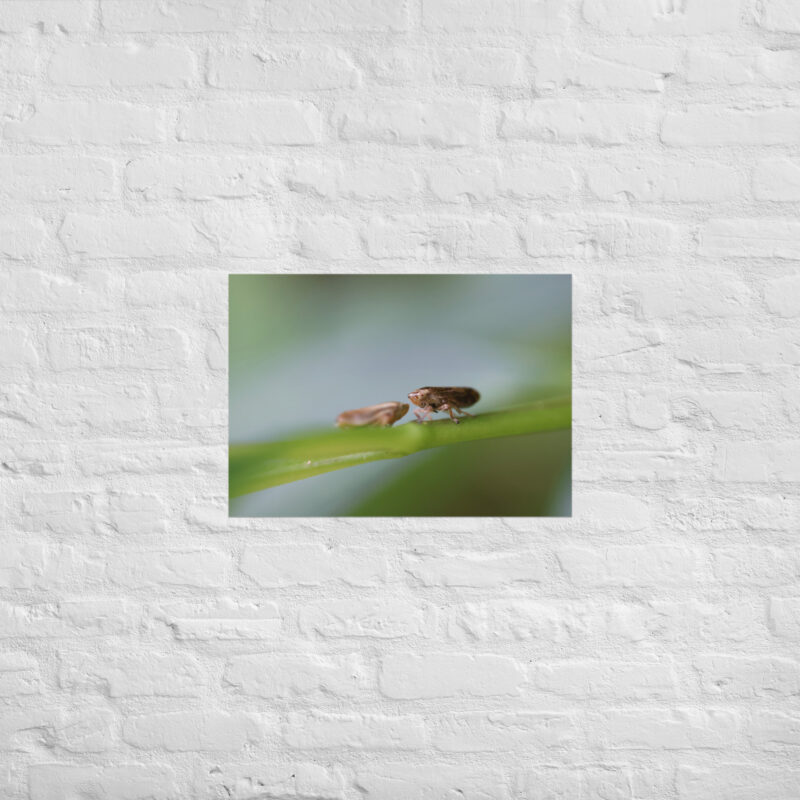 Macro Insects Poster - Image 3