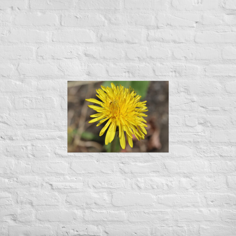 Dandelion flower Poster - Image 3