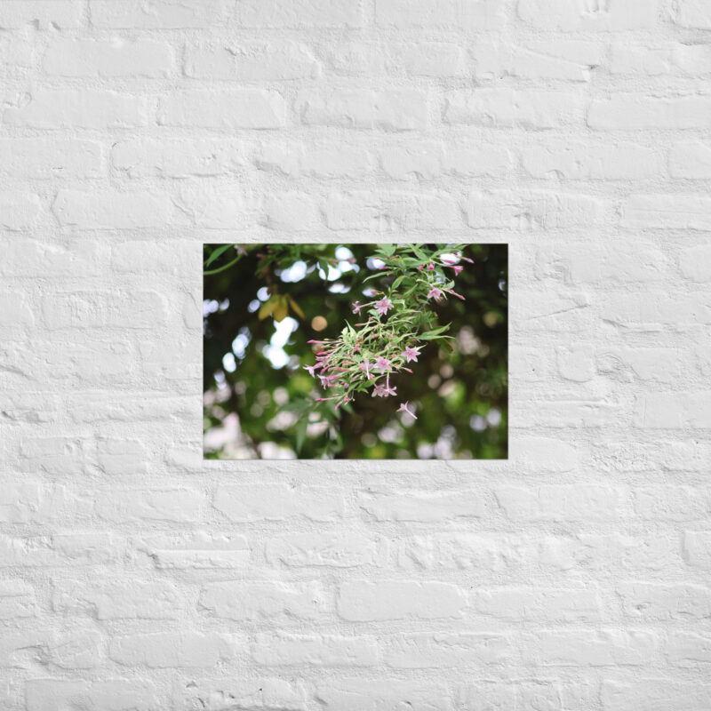 Honeysuckle Poster - Image 3