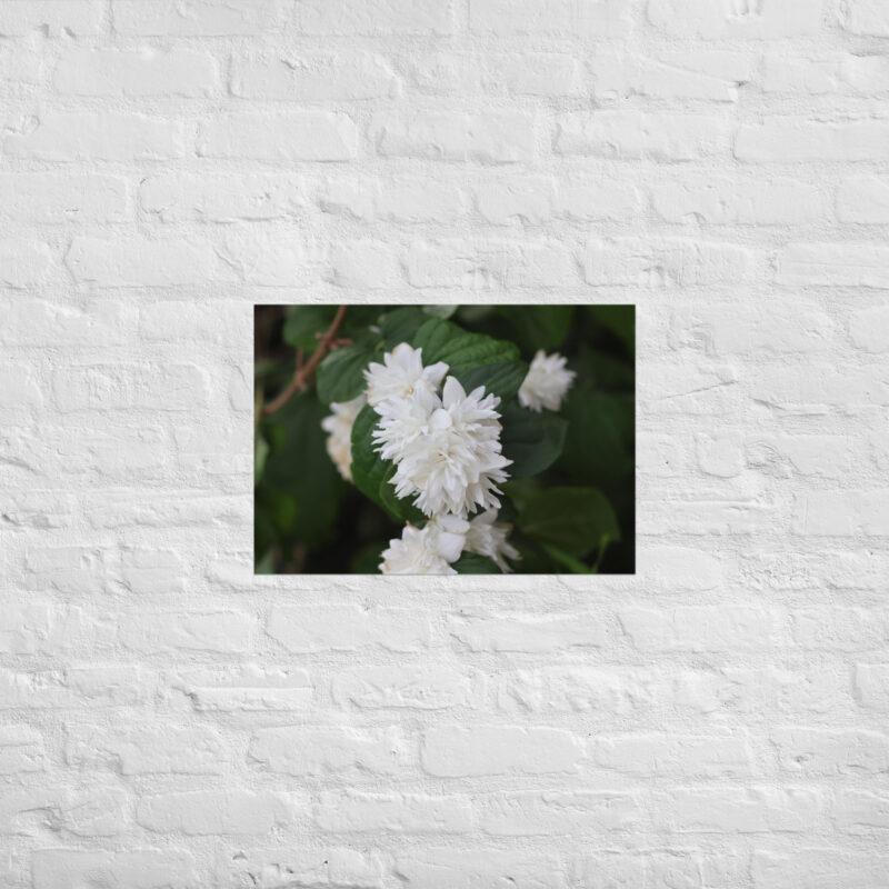 White Flower Poster - Image 2