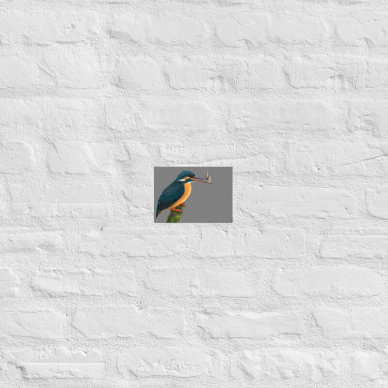 Kingfisher Poster - Image 8