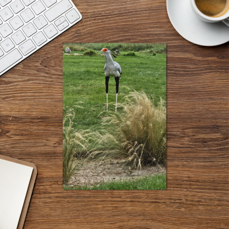 Secretary Bird Greeting card