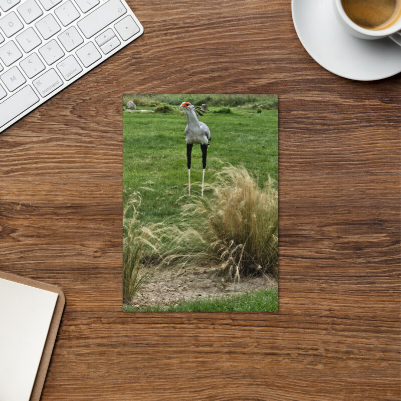 Secretary Bird Greeting card - Image 5